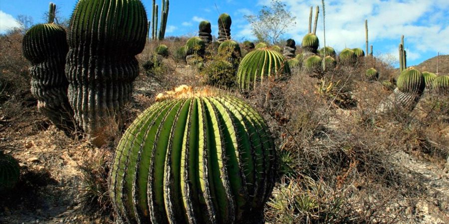 VALLE_MEXICANO