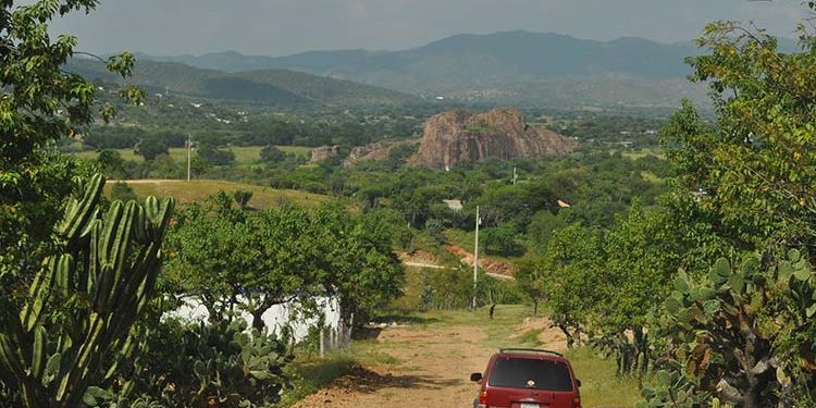 ahuehue02