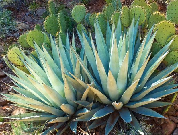 Agave-azul