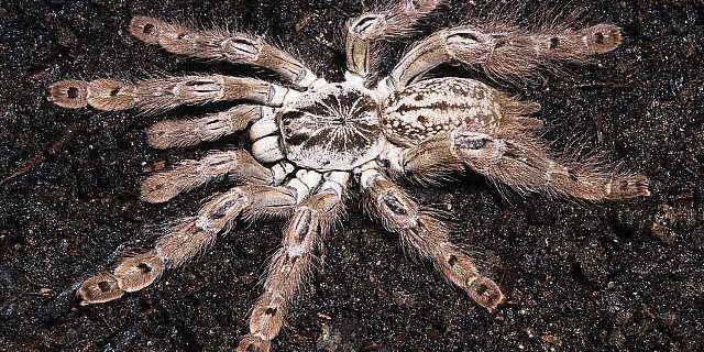 Araña