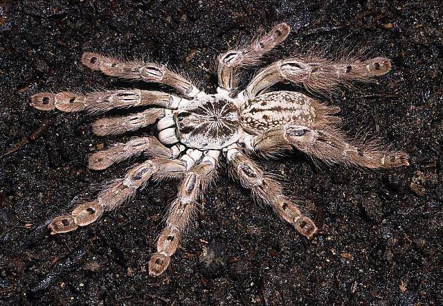 Araña