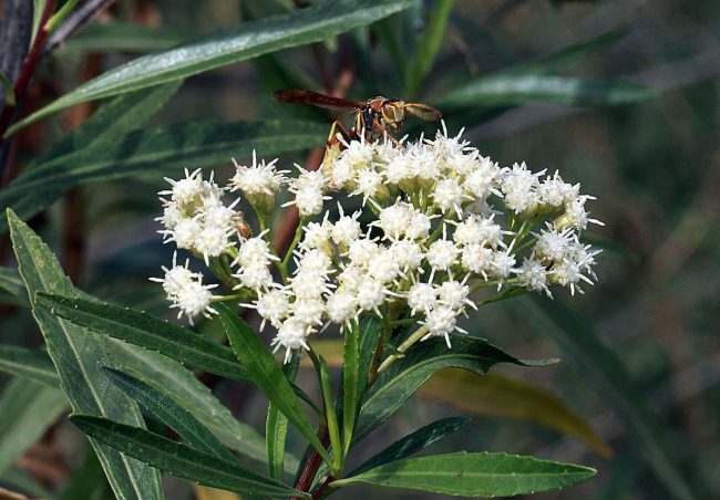 Baccharis salicifolia