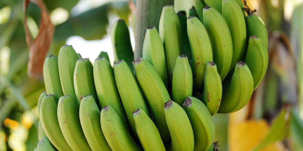 Banano_verde