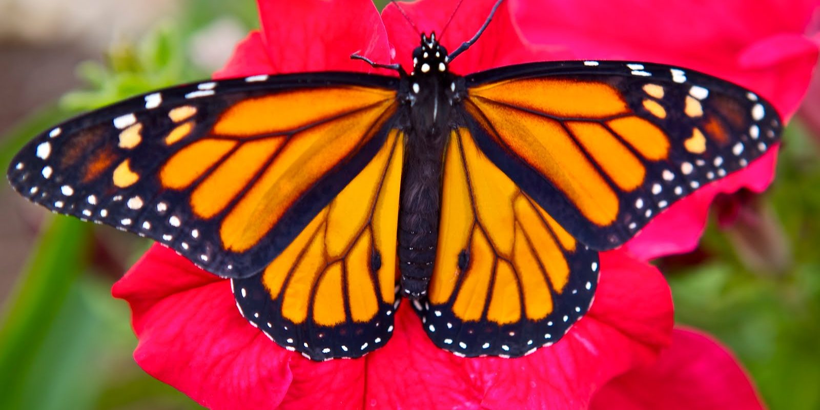 Mariposa_Monarca
