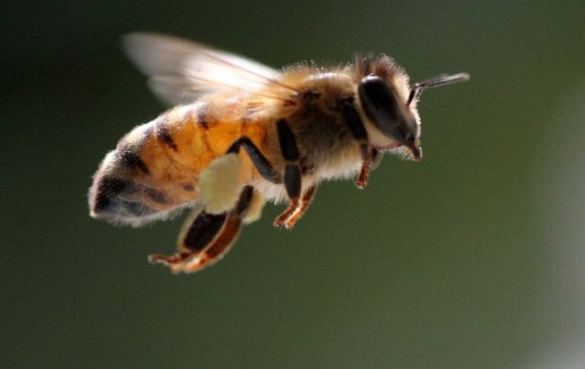 Abejas