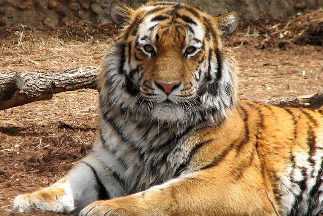 Tigre silvestre