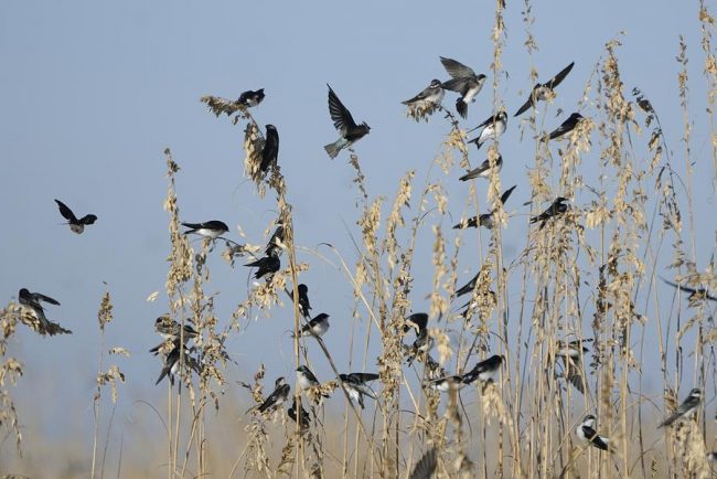 pájaros cantores