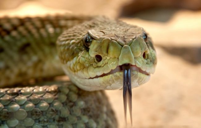 Serpiente