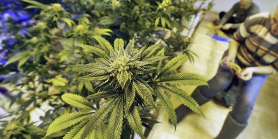 mariguana-960×500