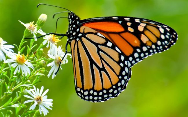 Mariposas Monarca