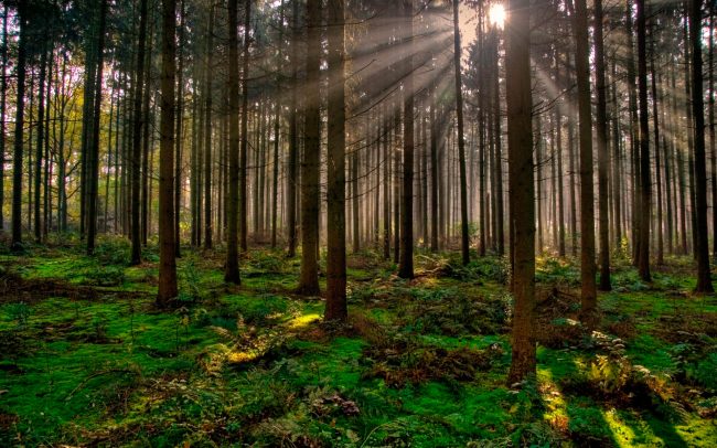 Vocación forestal