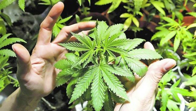 como-plantar-marihuana