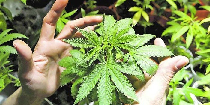 como-plantar-marihuana