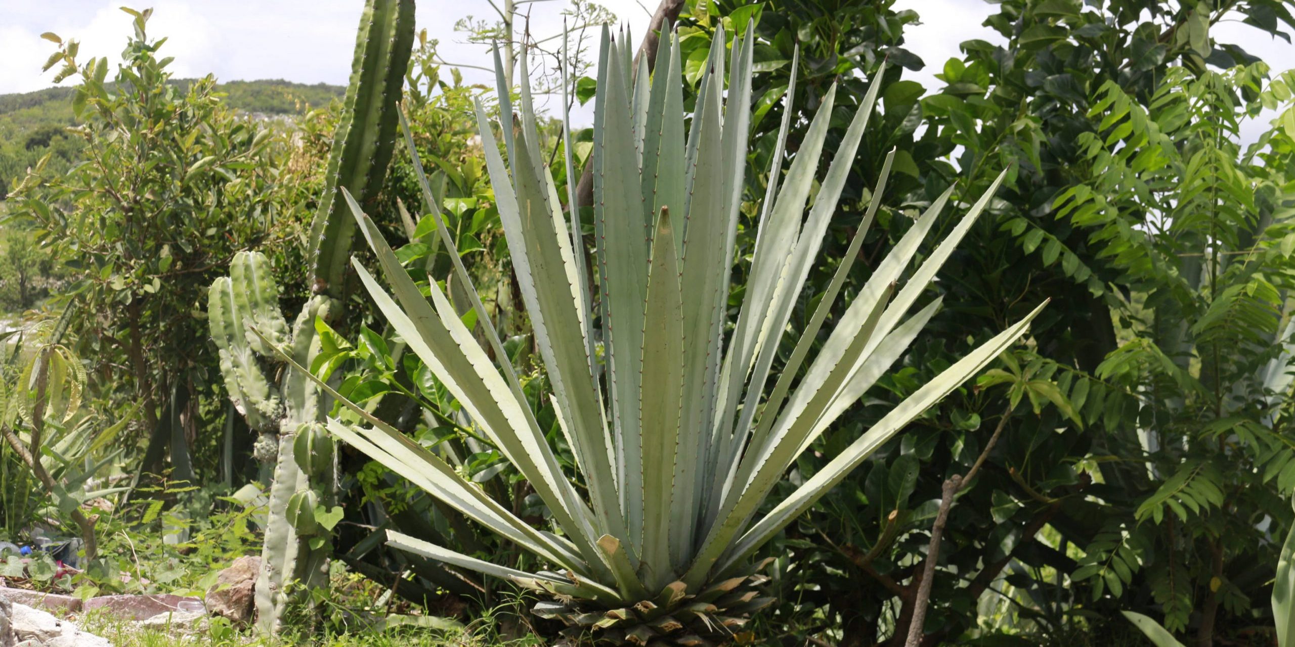 Ruta Mezcalera