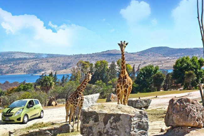 africam-safari-puebla-zoologico