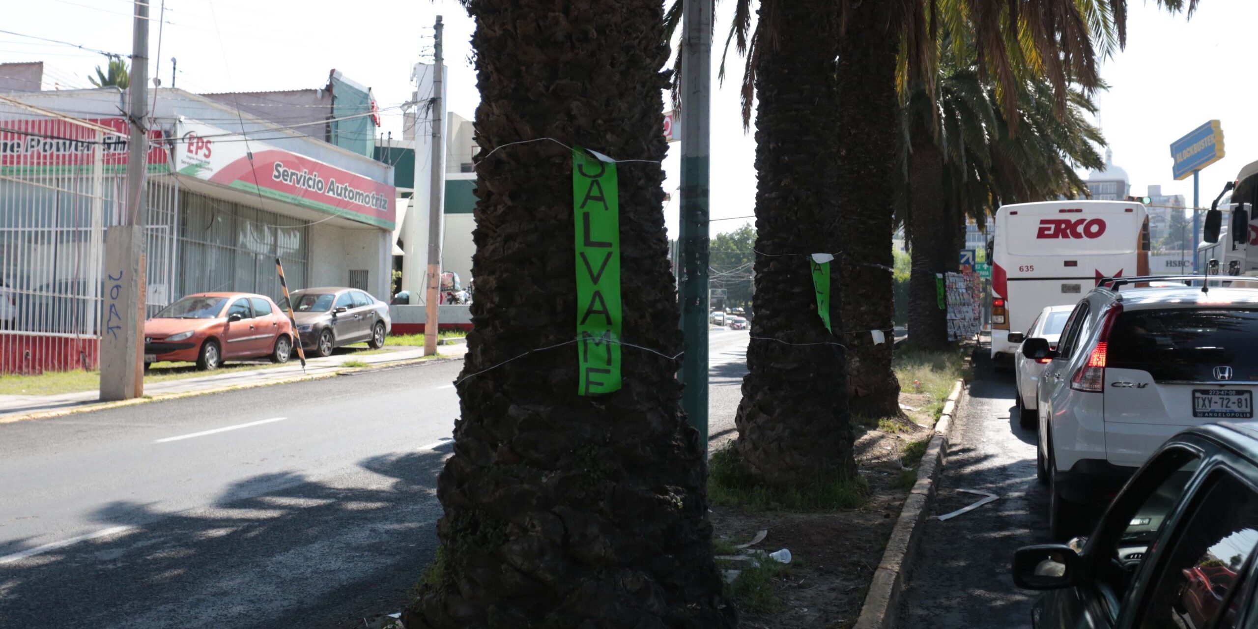 Colovan pancartas para salvar palmeras