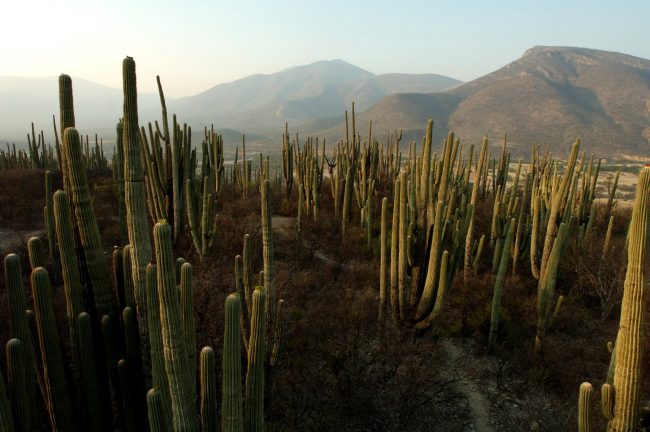 valle_tehuacan_cuicatlan_puebla_oaxaca_2