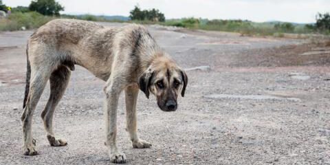 maltrato-animal